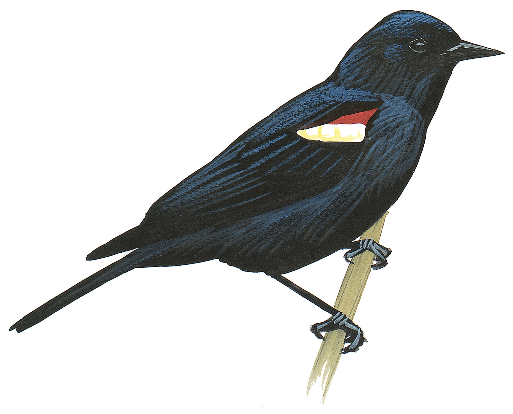 Tordo Tricolor
