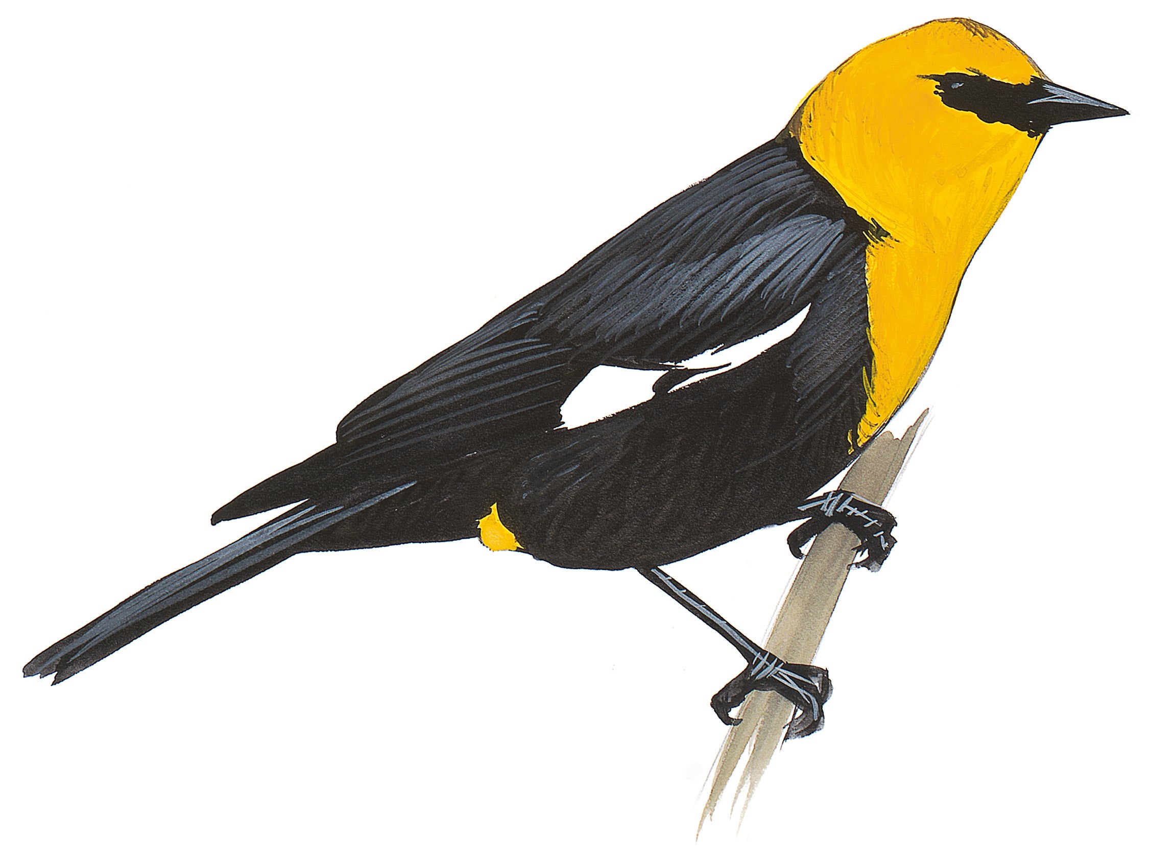 Tordo Cabeza Amarilla