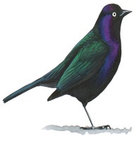 Brewer's Blackbird
