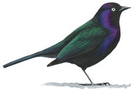 Brewer's Blackbird