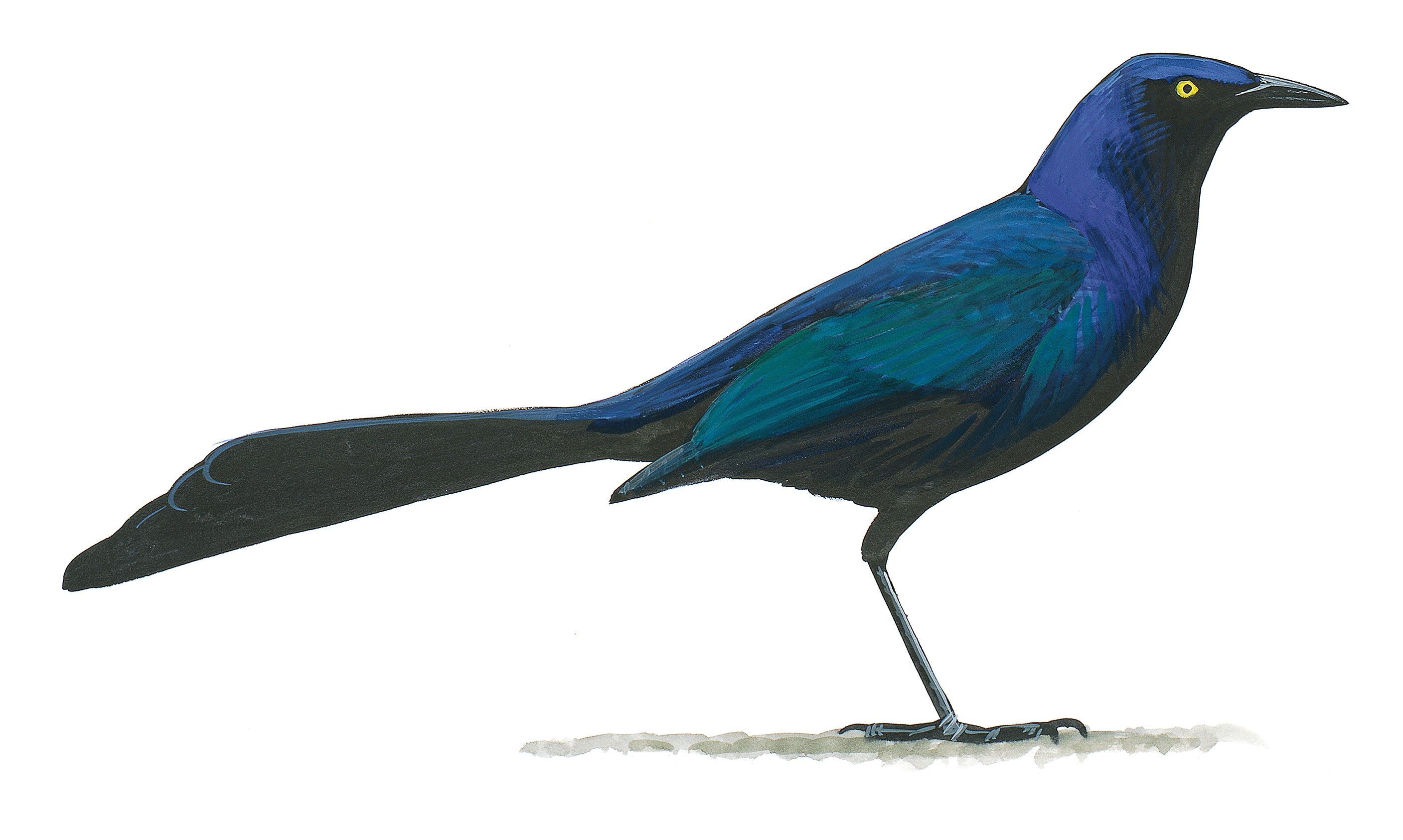 Great-tailed Grackle