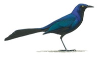 Great-tailed Grackle