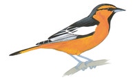 Bullock's Oriole