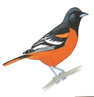 Baltimore Oriole