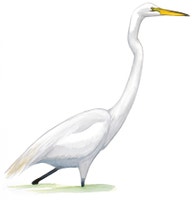 Great Egret