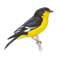 Lesser Goldfinch