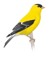 American Goldfinch