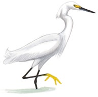 Snowy Egret