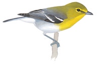 Vireo Garganta Amarilla