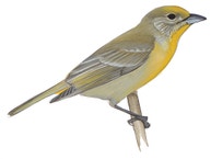 Hepatic Tanager