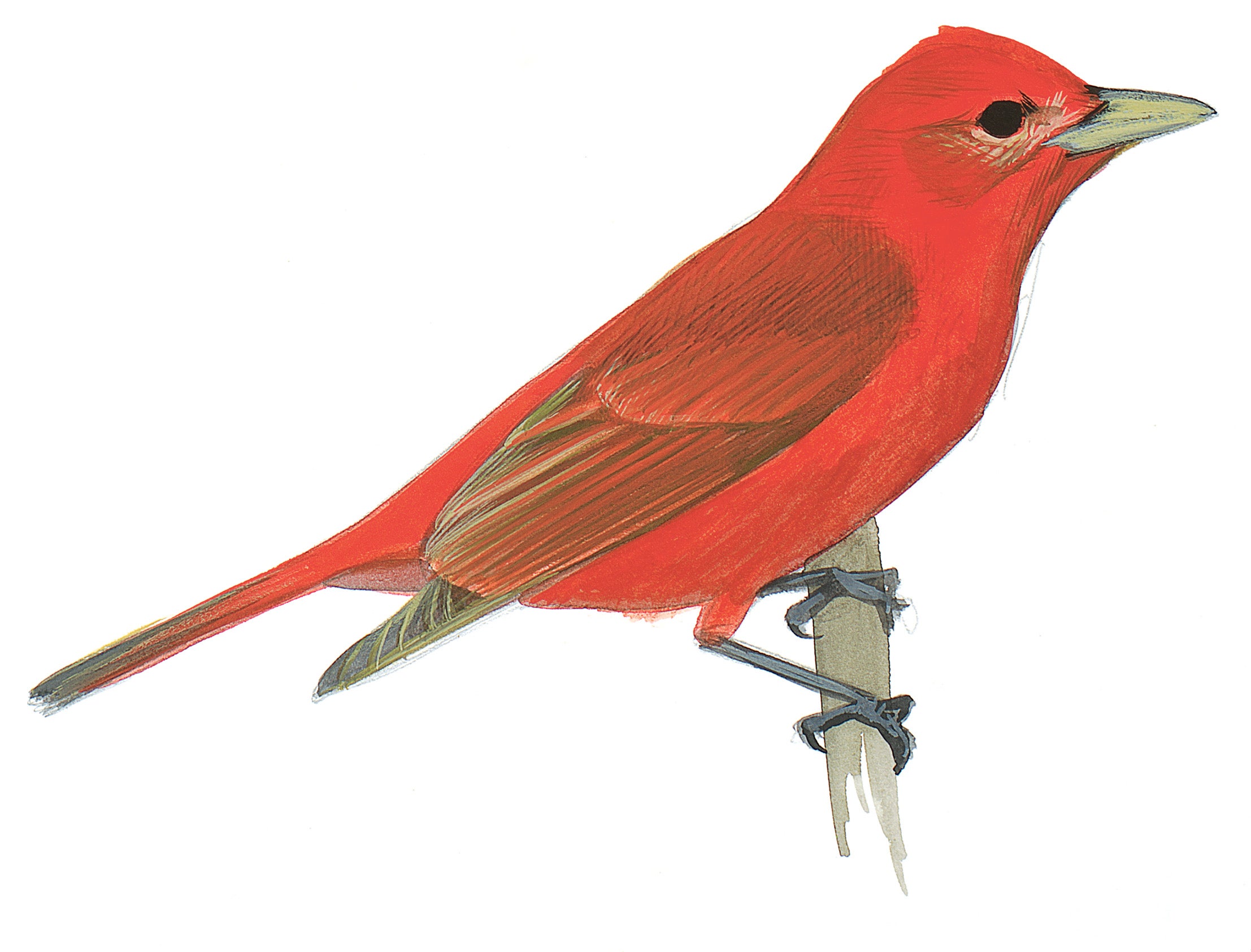 Piranga Roja