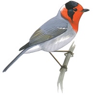 Red-faced Warbler