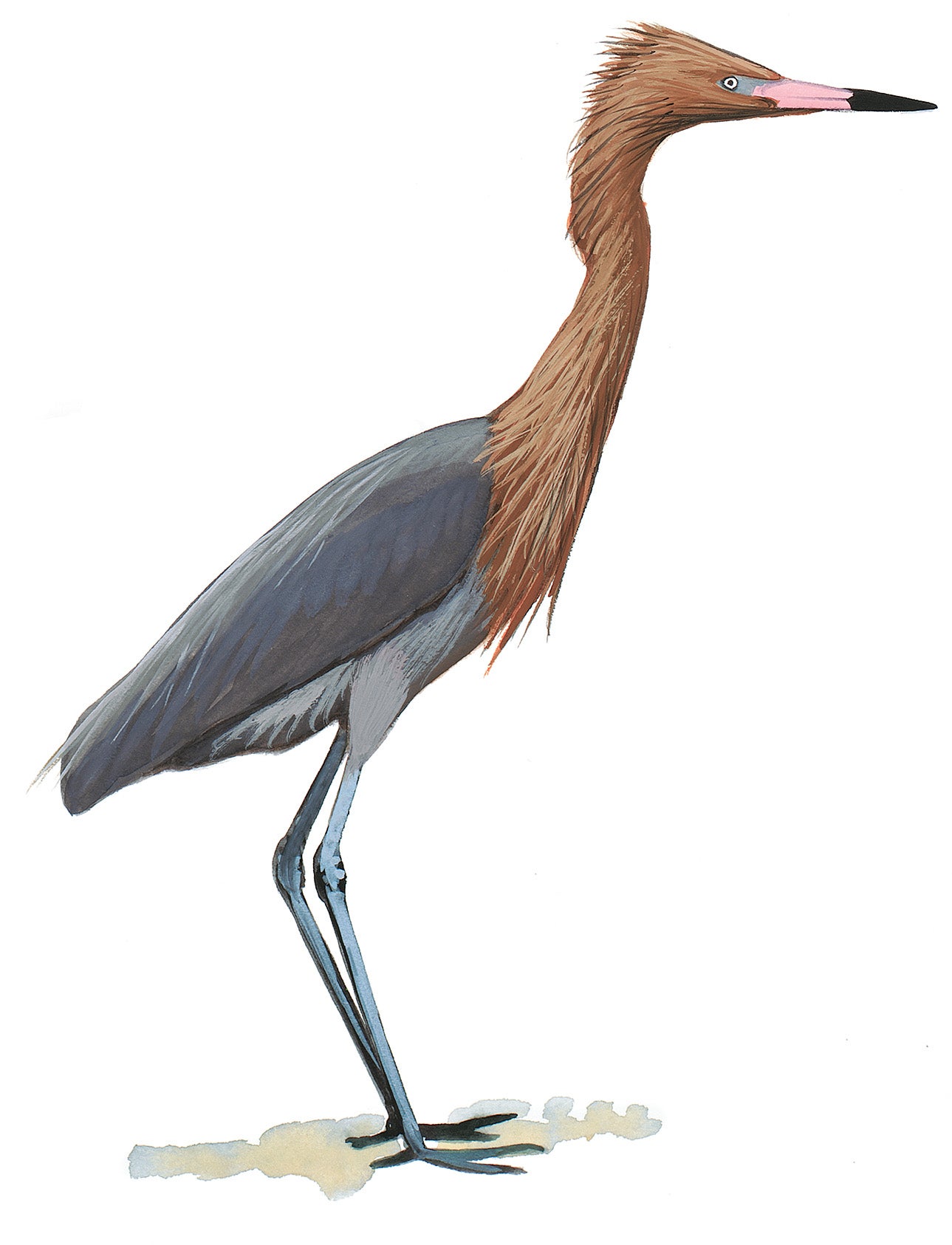 Garza Rojiza