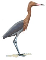 Reddish Egret
