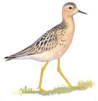 Buff-breasted Sandpiper