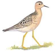 Buff-breasted Sandpiper