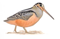 American Woodcock