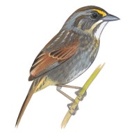 Seaside Sparrow