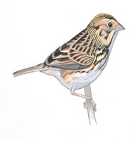 Baird's Sparrow
