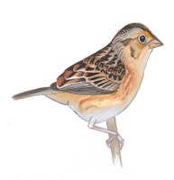 Grasshopper Sparrow