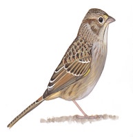 Zacatonero de Cassin