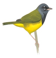 MacGillivray's Warbler