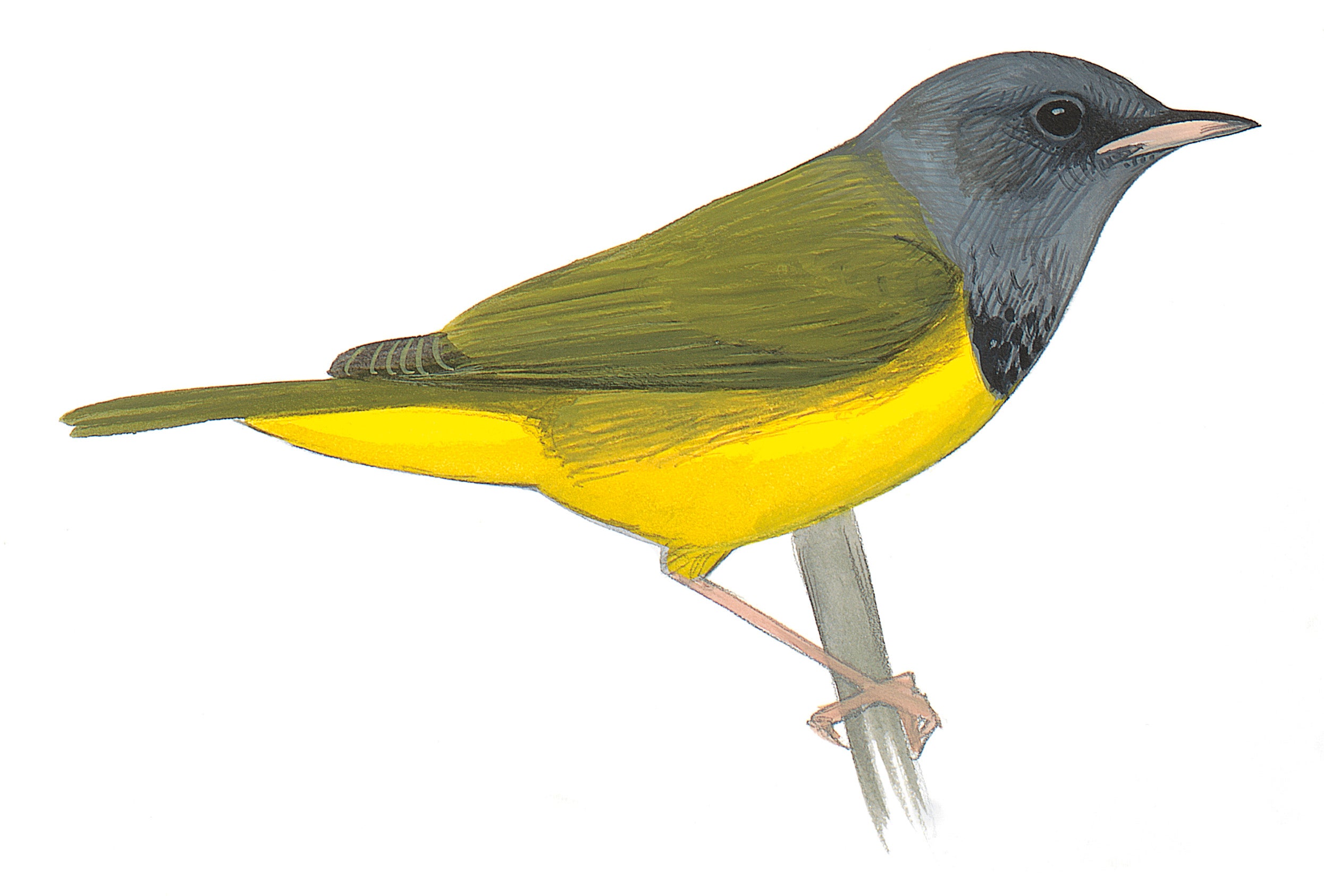 Mourning Warbler