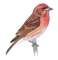 Purple Finch