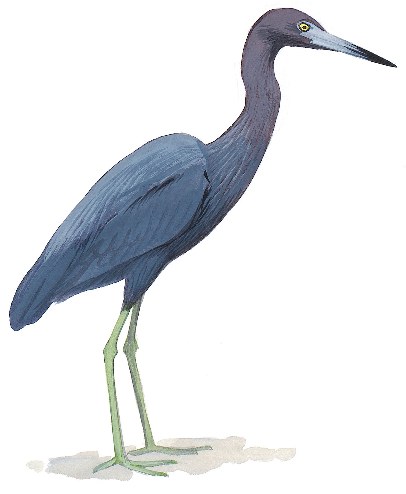 Garza Azul