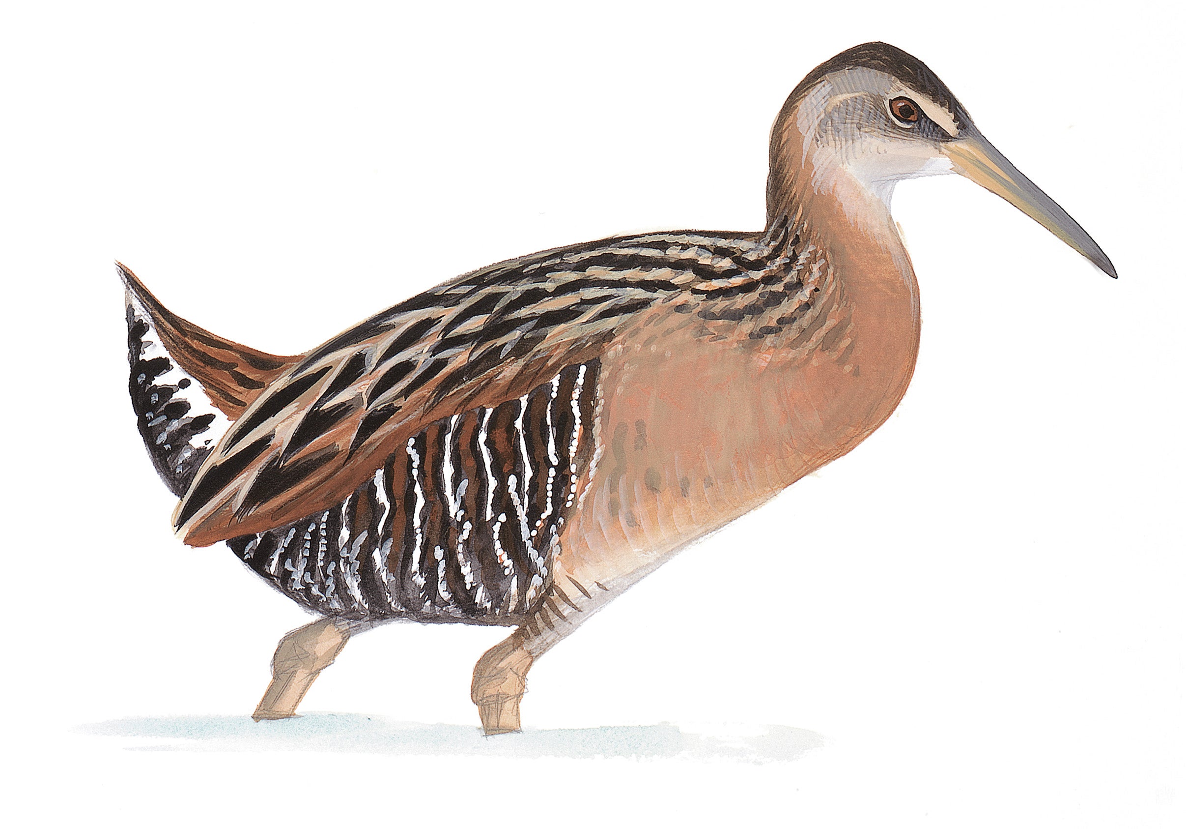 King Rail