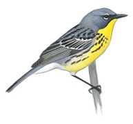 Kirtland's Warbler