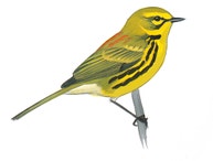Prairie Warbler
