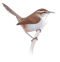 Bewick's Wren