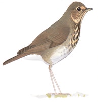 Swainson's Thrush