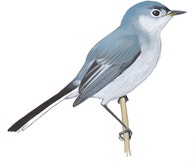 Blue-gray Gnatcatcher
