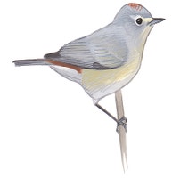 Lucy's Warbler