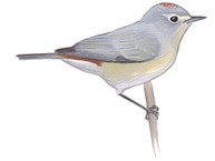 Lucy's Warbler