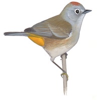 Colima Warbler