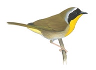 Common Yellowthroat