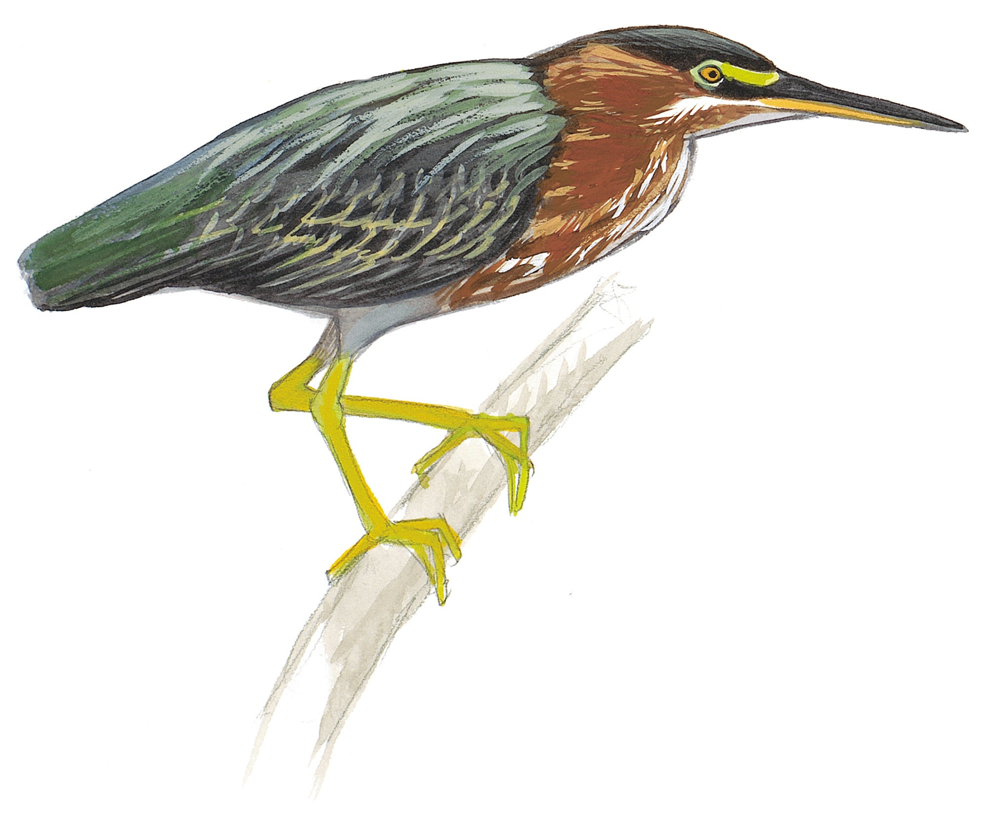Green Heron