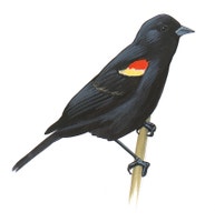Red-winged Blackbird