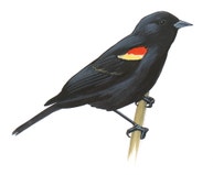 Red-winged Blackbird