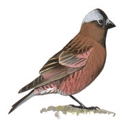 Gray-crowned Rosy-Finch