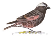 Pinzón Montano Negro