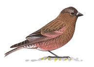 Brown-capped Rosy-Finch