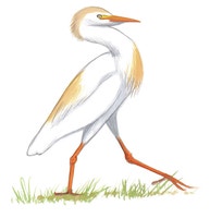 Western Cattle-Egret