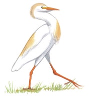 Western Cattle-Egret