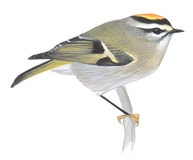 Golden-crowned Kinglet