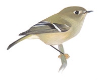 Ruby-crowned Kinglet