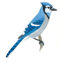 Blue Jay